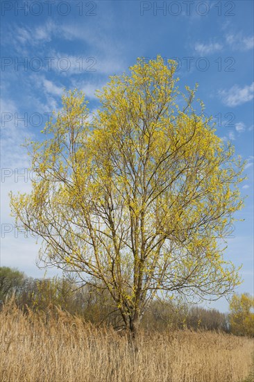 Brittle willow