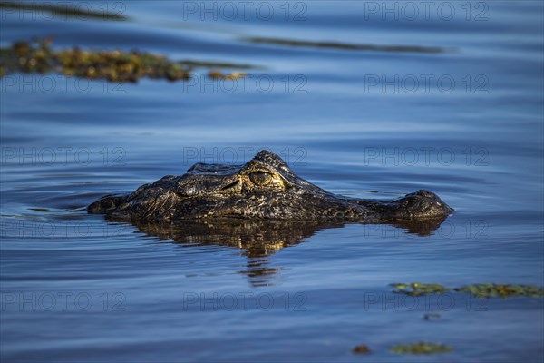 Yacare Caiman