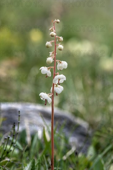 round-leaved wintergreen