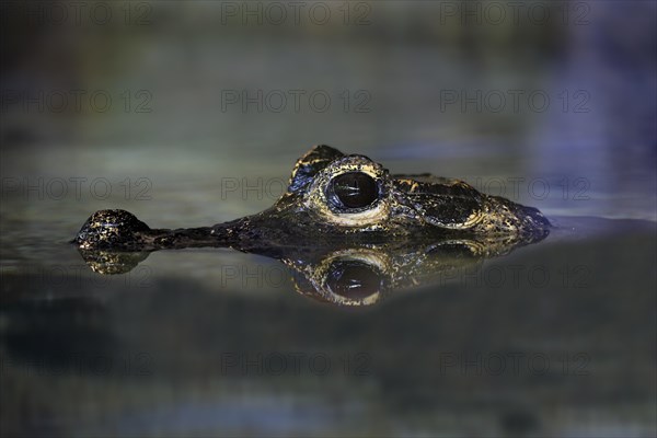 Dwarf crocodile