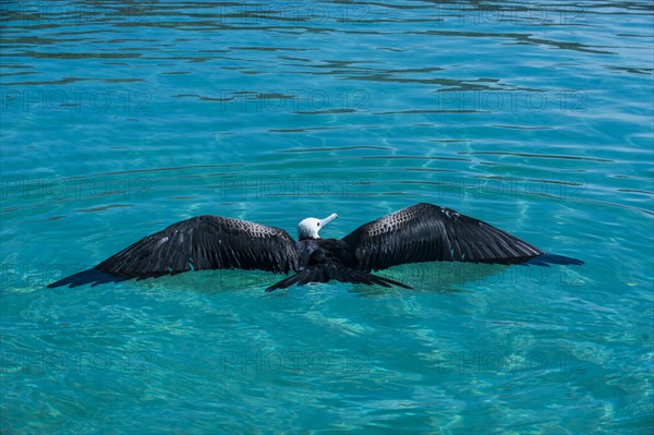 Magnificent frigatebird