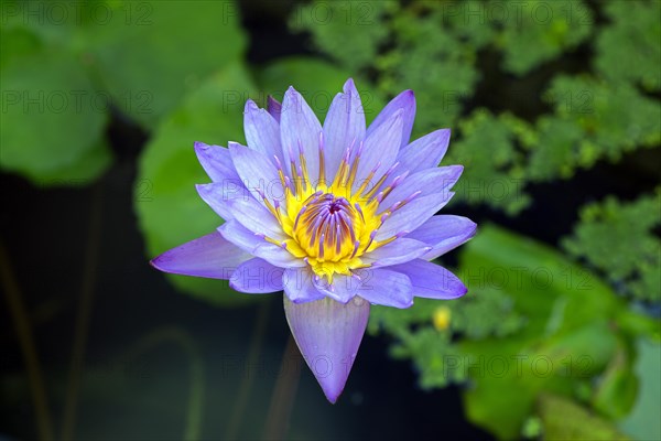 Blue lotus