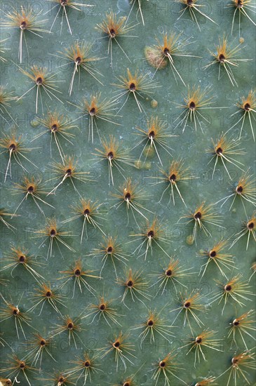 Needles of Opuntia