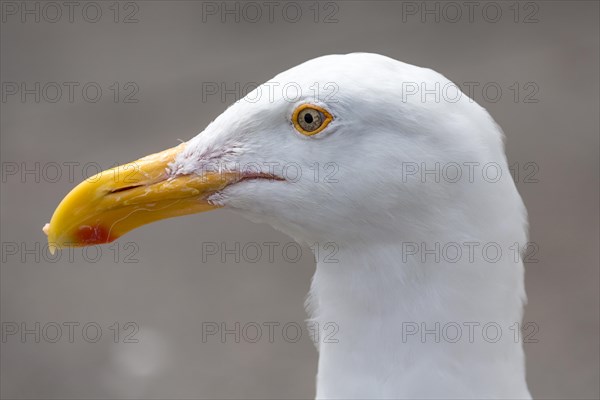 Western Gull