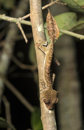 Satanic Leaf Tailed Gecko