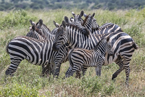 Plains Zebras