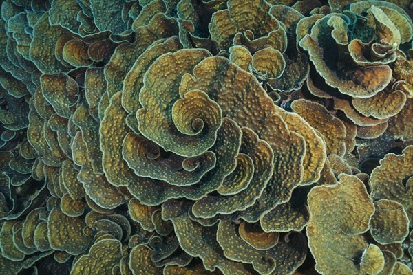 Stony Coral