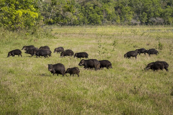 White-lipped peccaries