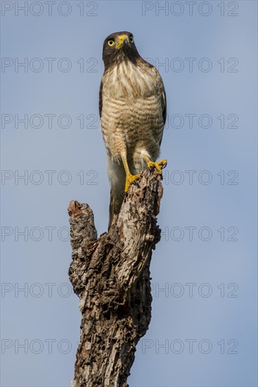 Roadside hawk