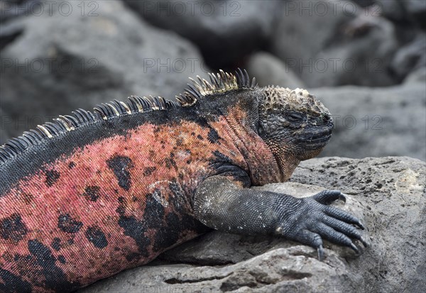 Marine iguana