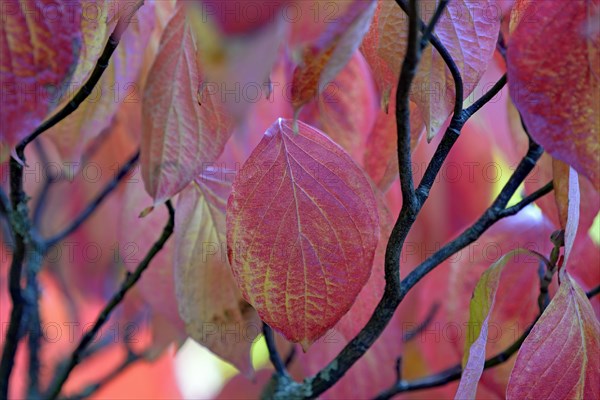 Common Dogwood