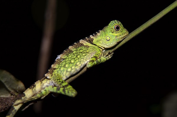 Chameleon Forest Dragon