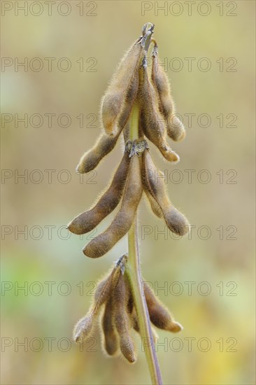 Soya beanplant