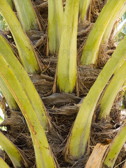 Date palm trunk