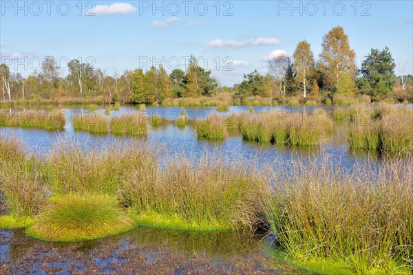 Moor pond with lakeshore bulrushes