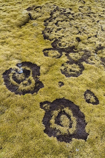 fairy ring in the moss