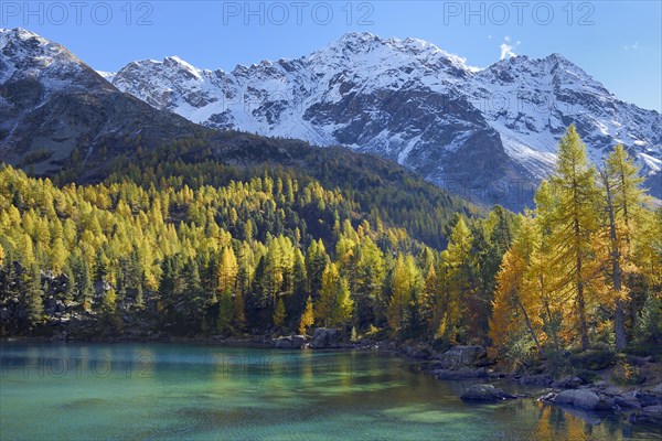 Larch Forest on Lake Lago di Saoseo