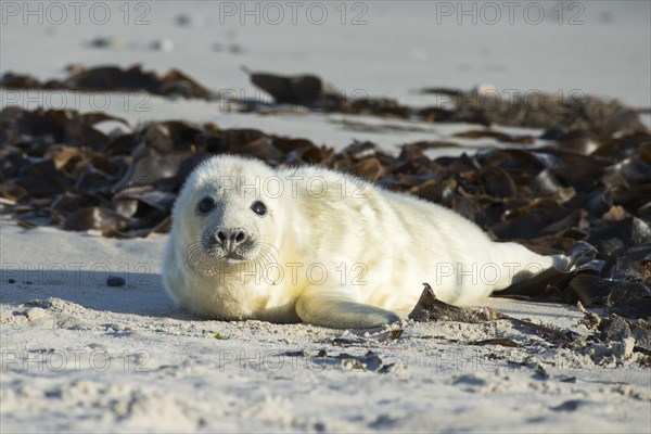 Newborn gray seal