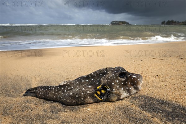 Dead pufferfish