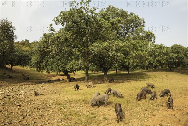 Grazing black Iberian pigs under holm oaks