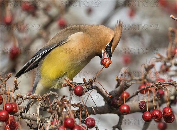 Cedar waxwing