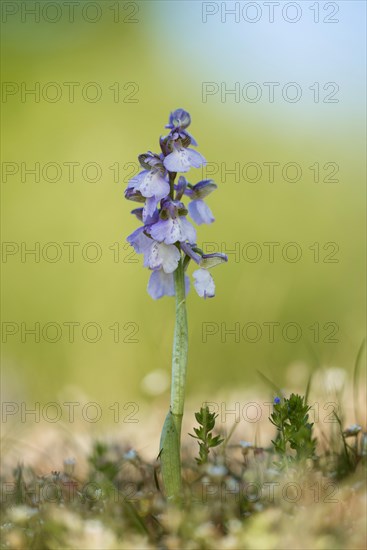 Green-winged orchid