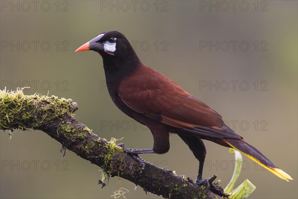 Montezuma oropendola