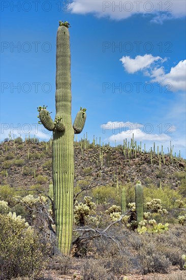 Saguaro