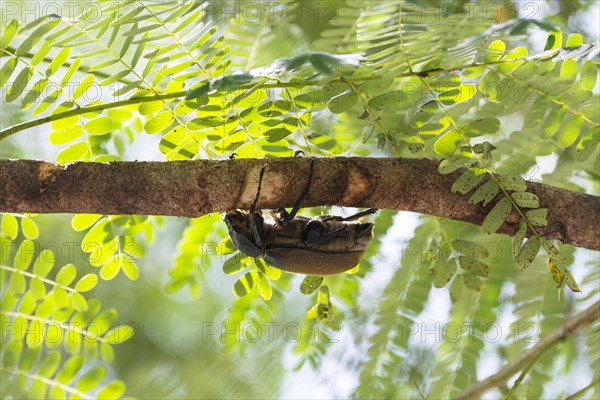 Elephant beetle