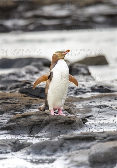 Yellow-eyed penguin