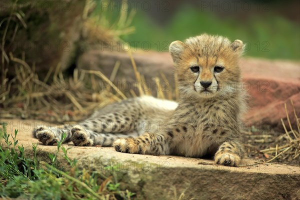 Sudan cheetah