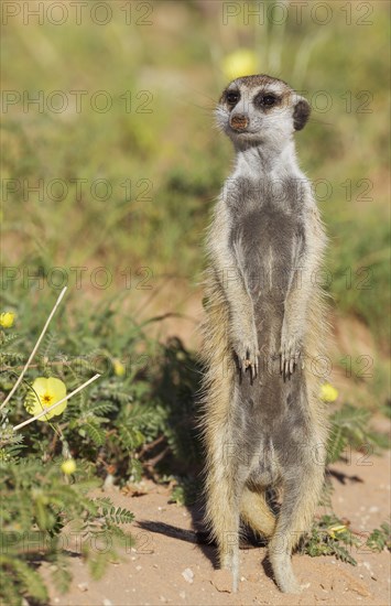 Suricate or meerkat