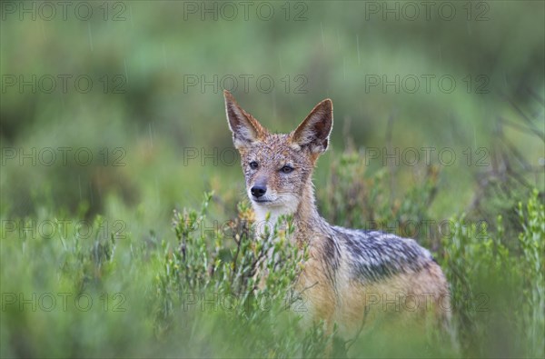 Black-backed Jackal