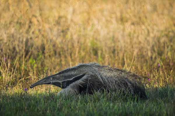 Giant anteater