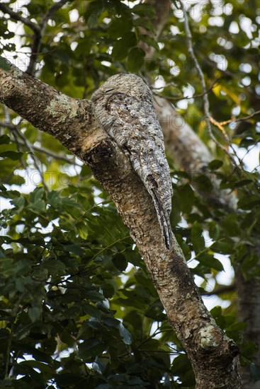 Great potoo