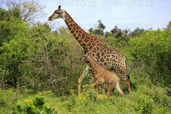 Cape giraffes