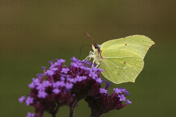 Brimstone