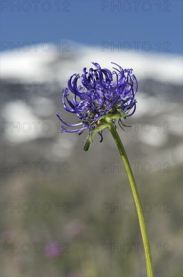 Round-headed rampion