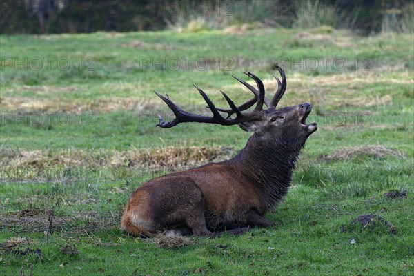 Tubular red deer during rutting season