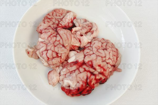 Calf's brain