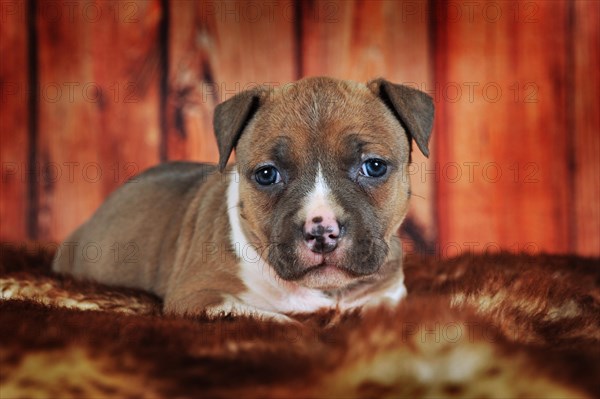 American Staffordshire Terrier