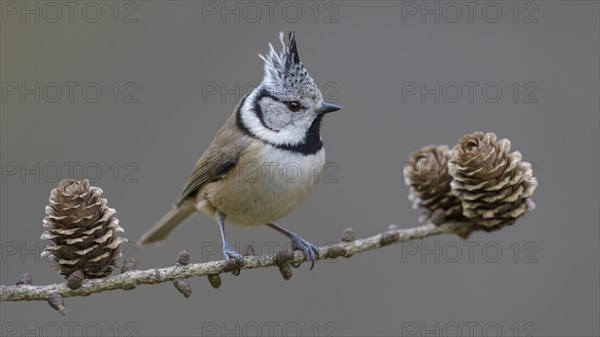 Crested tit