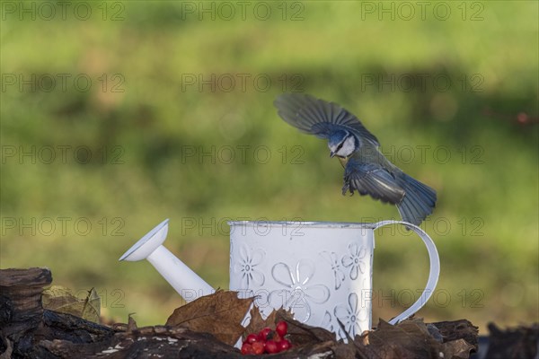 Blue tit