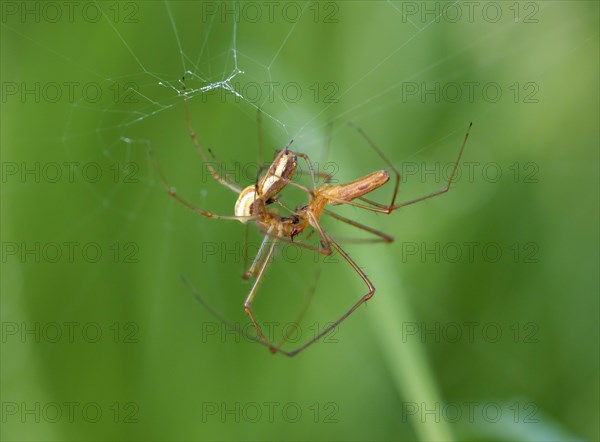 Stretcher spiders