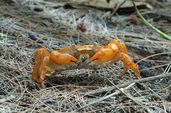 Sally Lightfoot crab