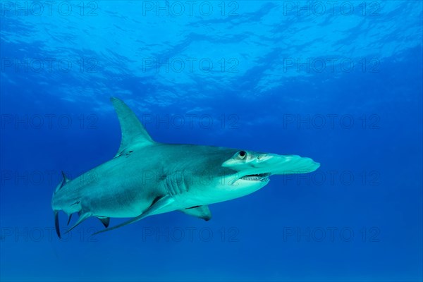 Great hammerhead