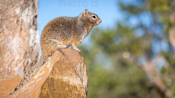 Rock squirrel