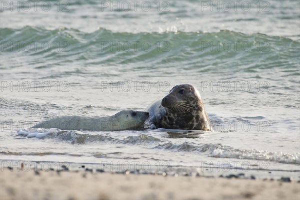 Grey seal