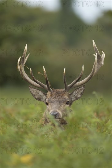 Red deer