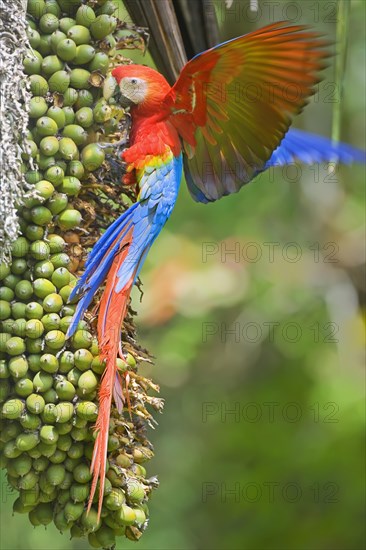 Scarlet Macaw